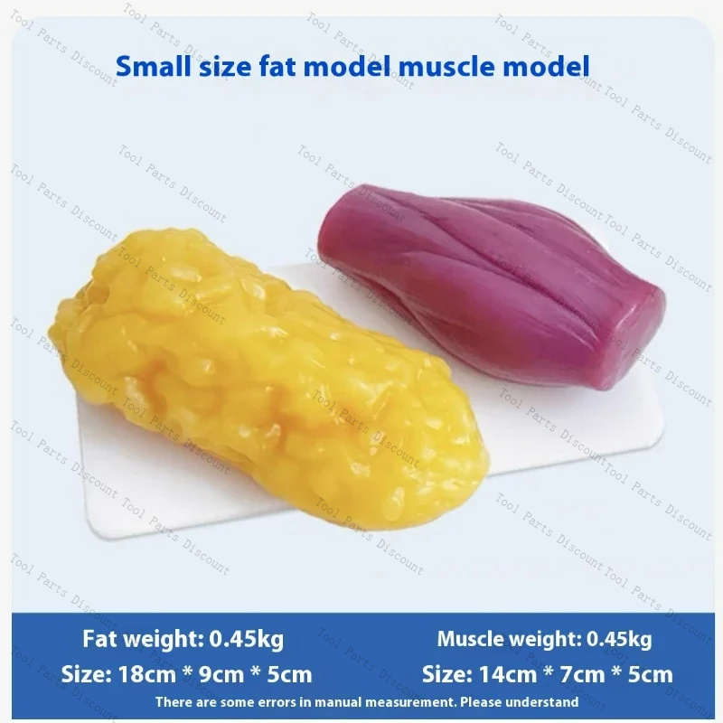 Human Muscle Replicas Weight L - Nutrition Fitness Center avaliação e preço
