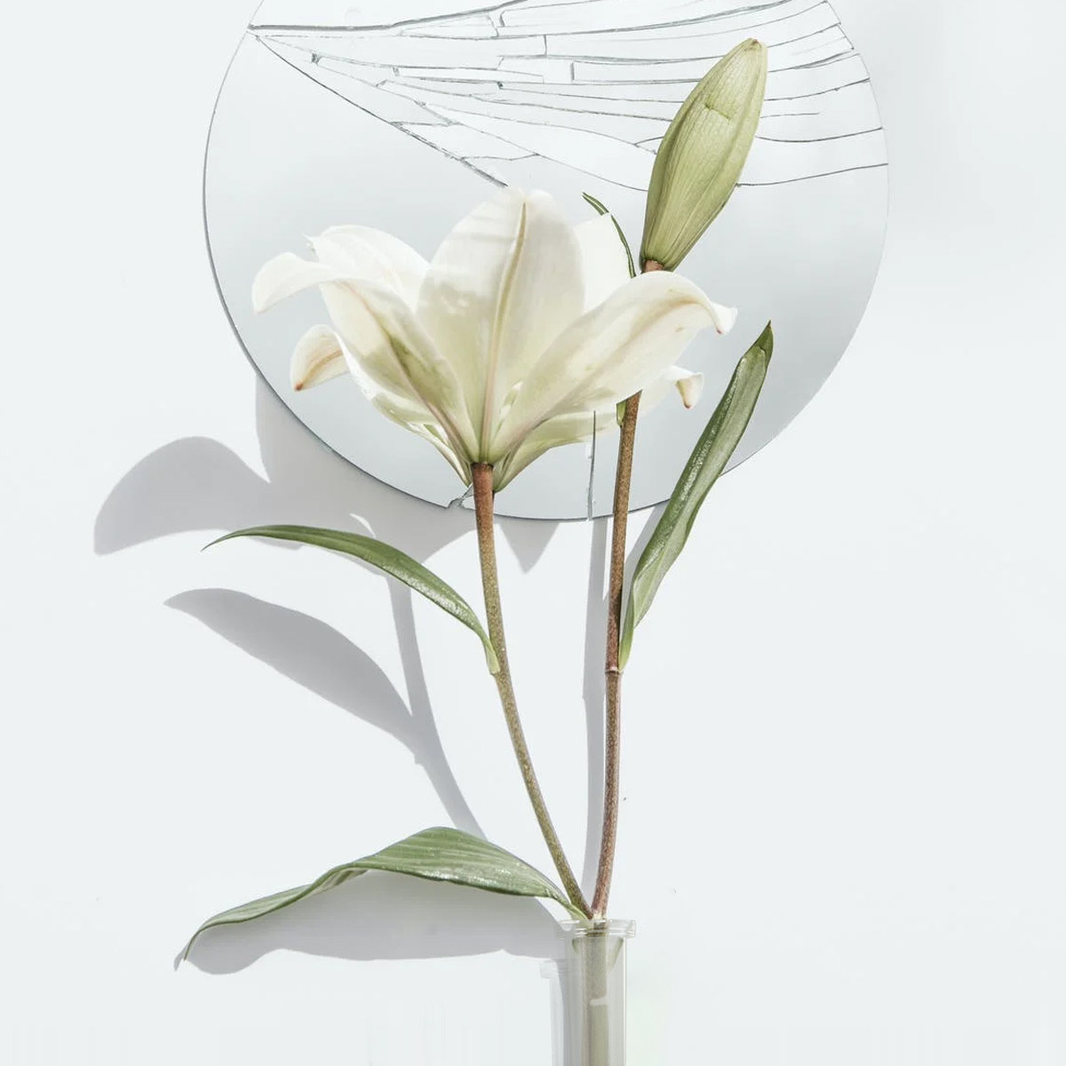 50Pcs Transparent Flower Water - Nutrition & Fitness Hub avaliação e preço
